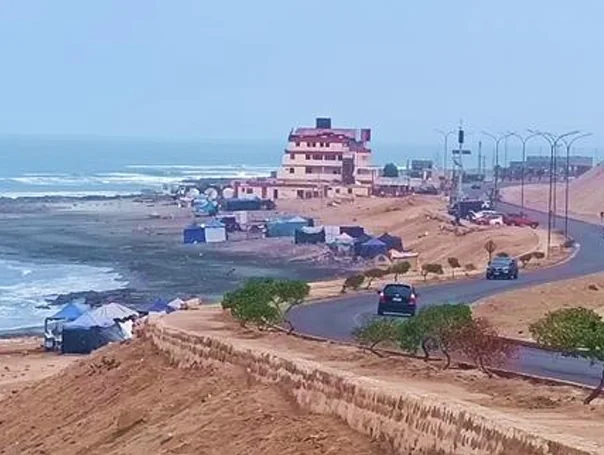 Presencia temporal de carpas en un sector del borde costero durante período estival.